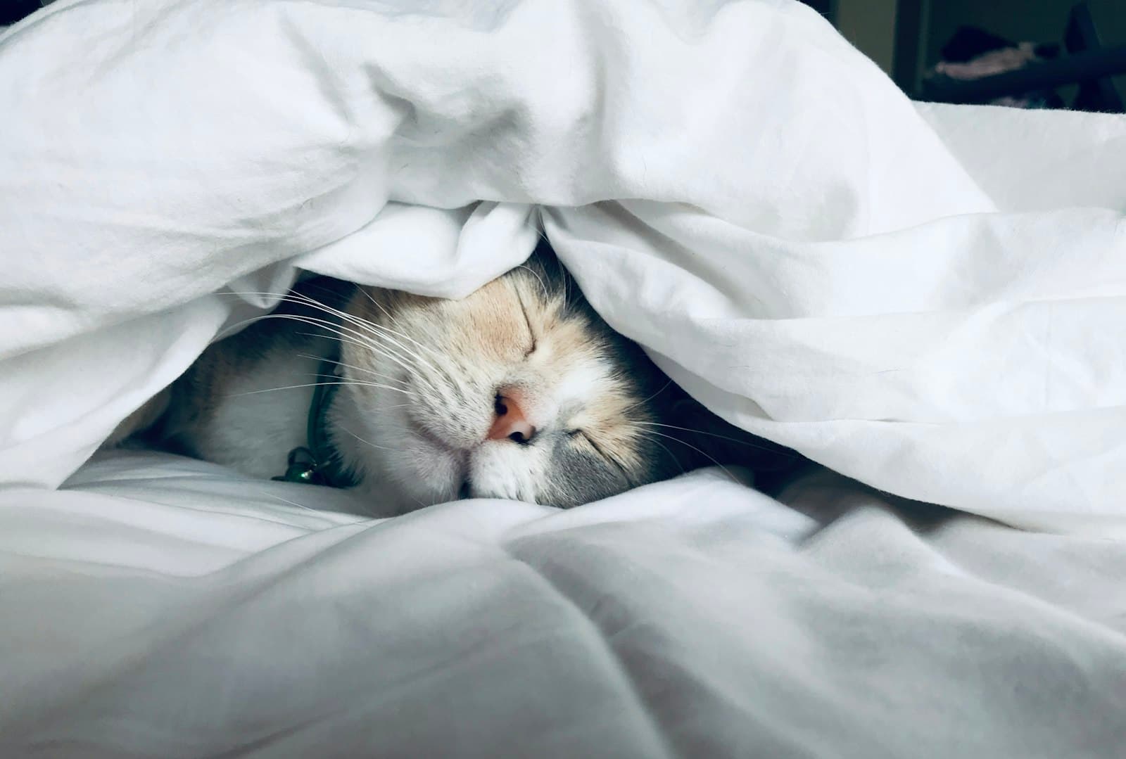 Sleep & Rest